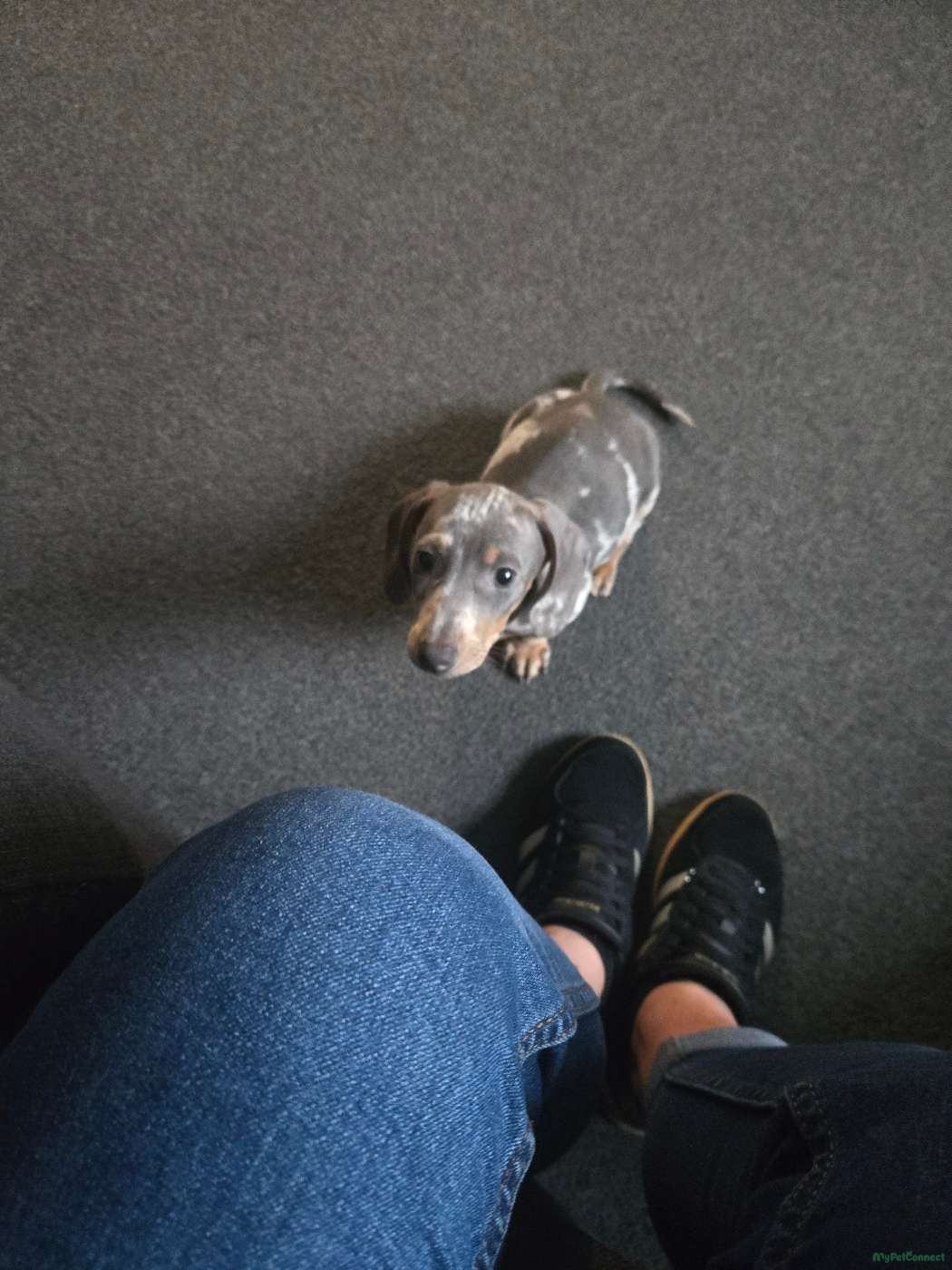 Dachshund - Image 1