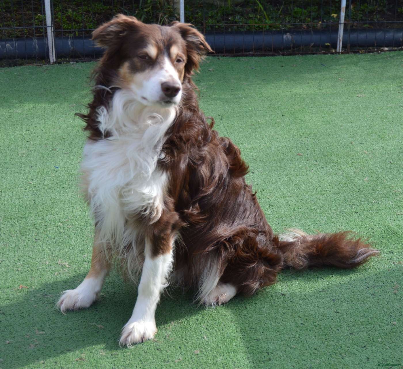 Border Collie - Image 1