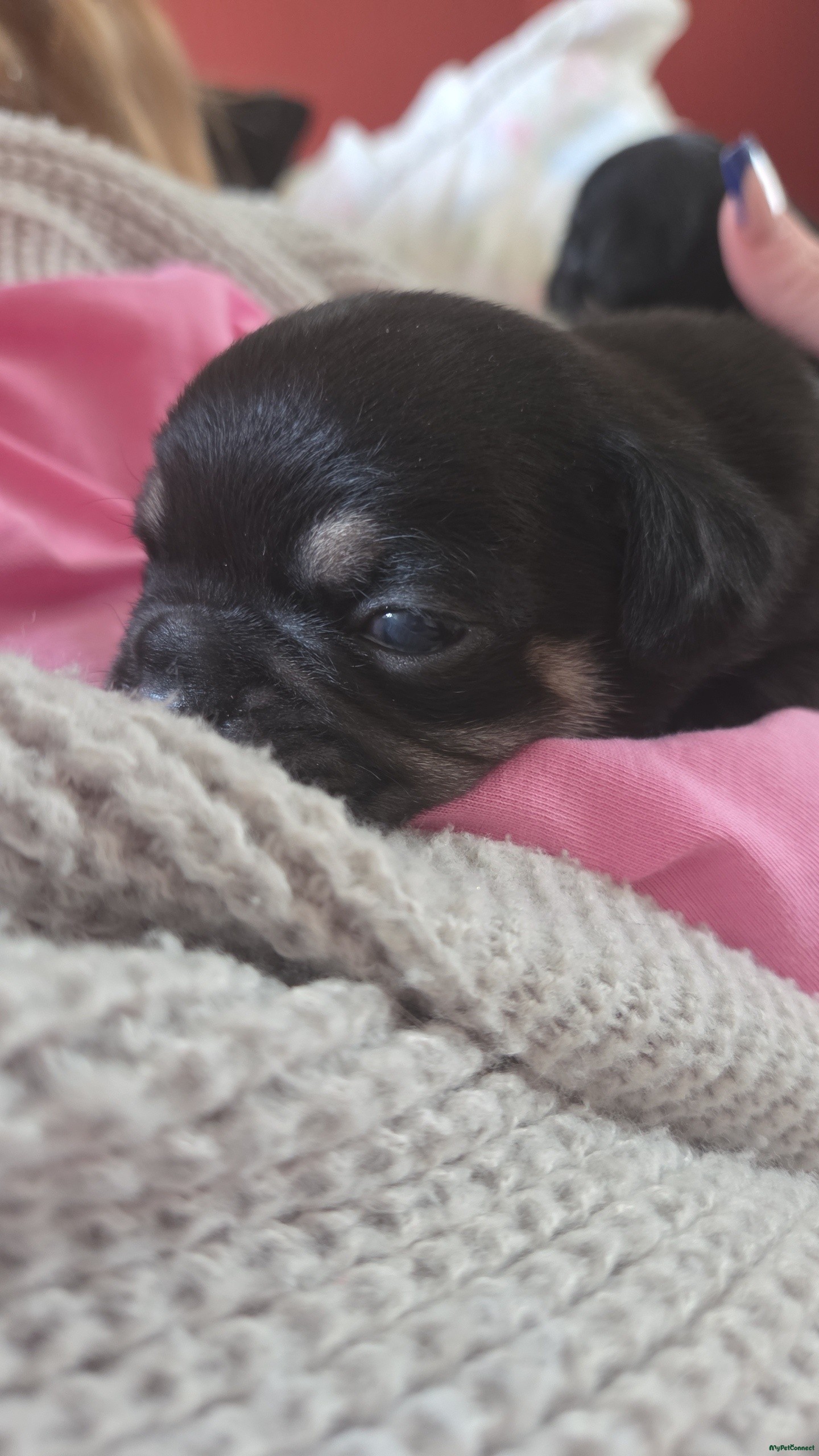 Frug - Image 1