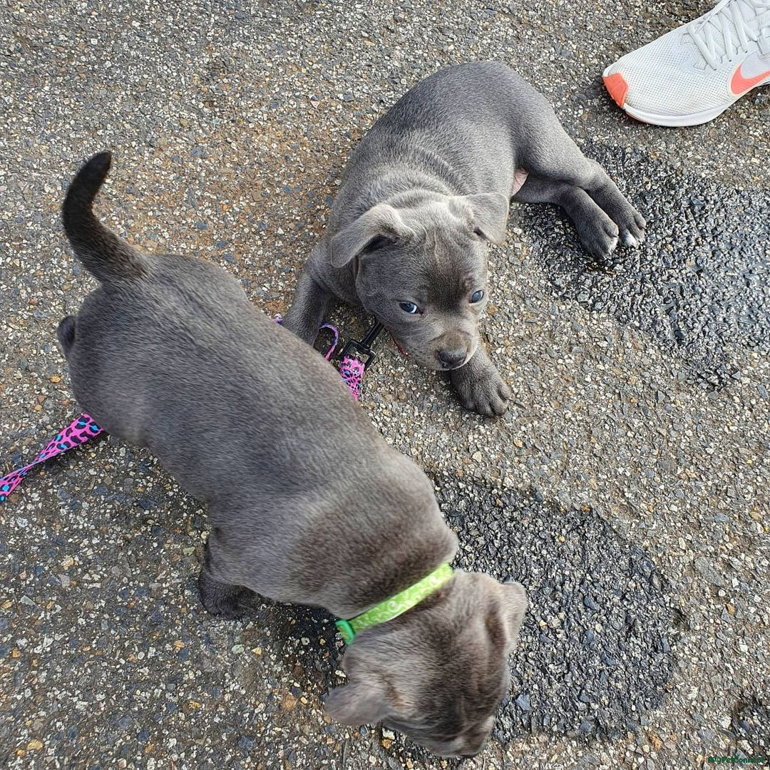 Staffordshire Bull Terrier - Image 1