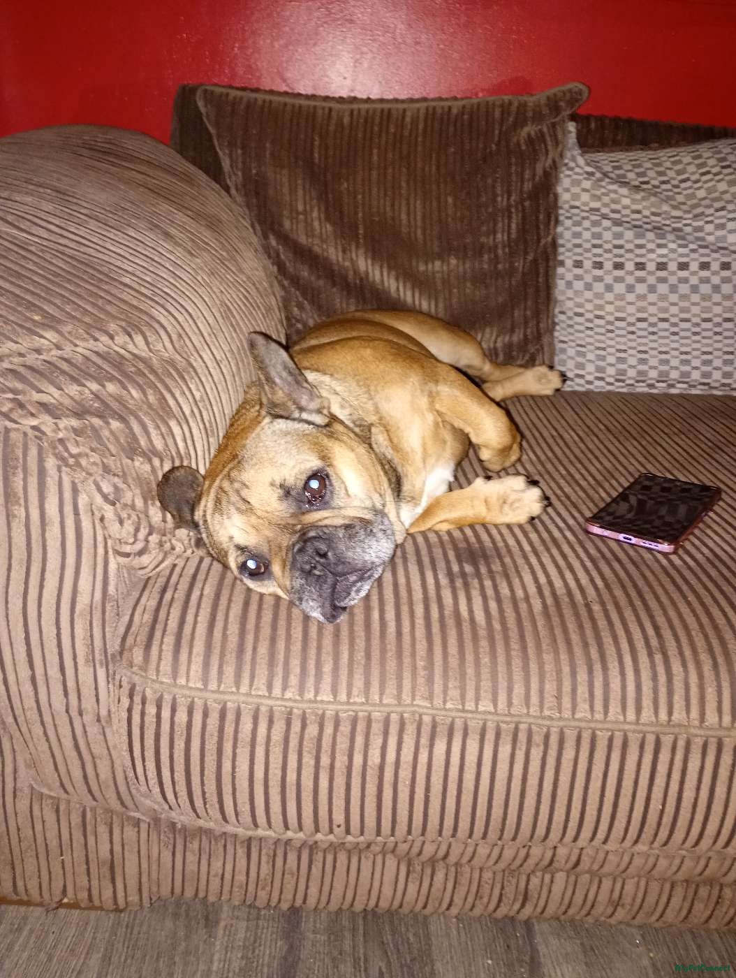 French Bulldog - Image 1