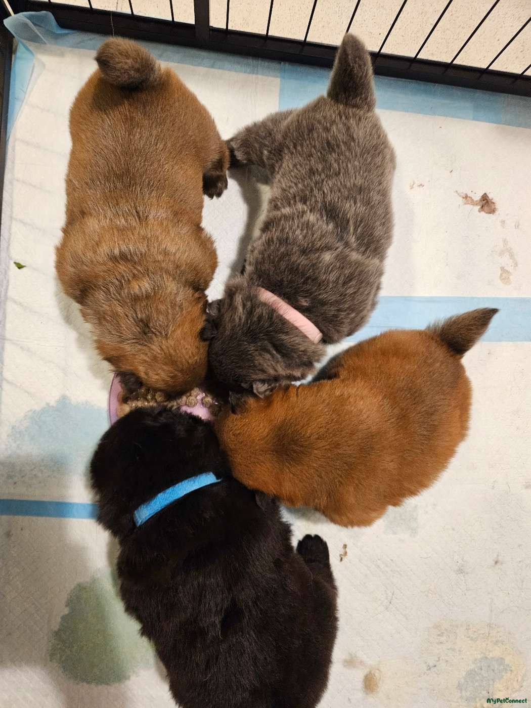 Chow Chow - Image 1