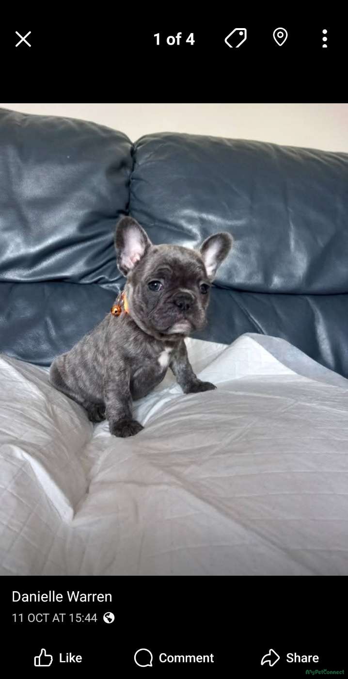 French Bulldog - Image 1