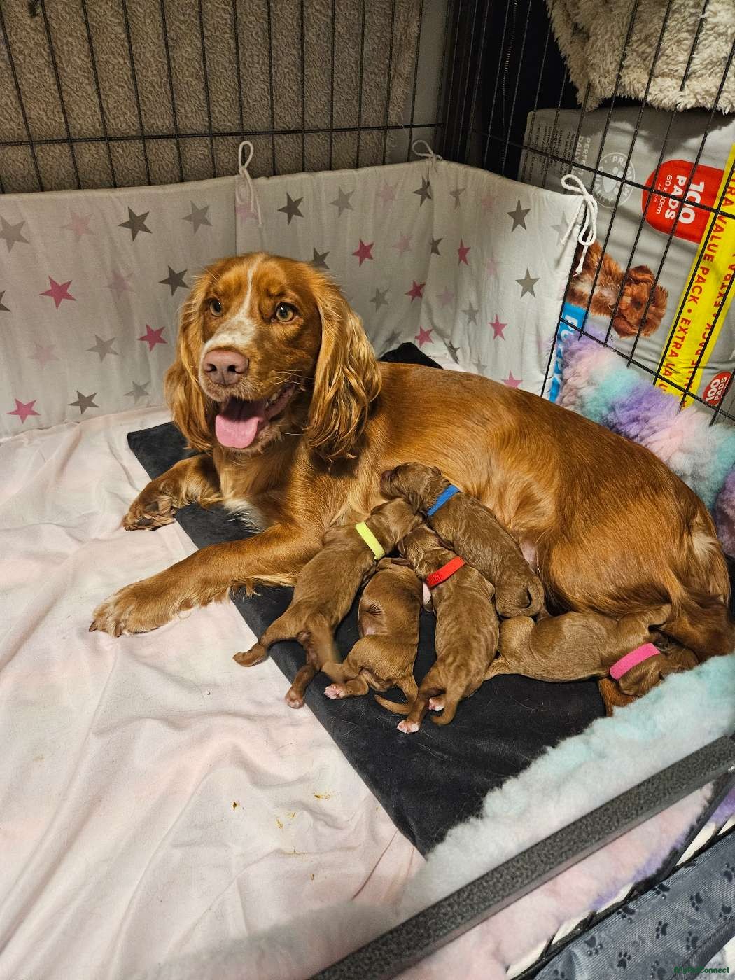 Cockapoo - Image 1