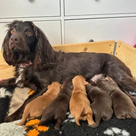 Cocker Spaniel - Image 1