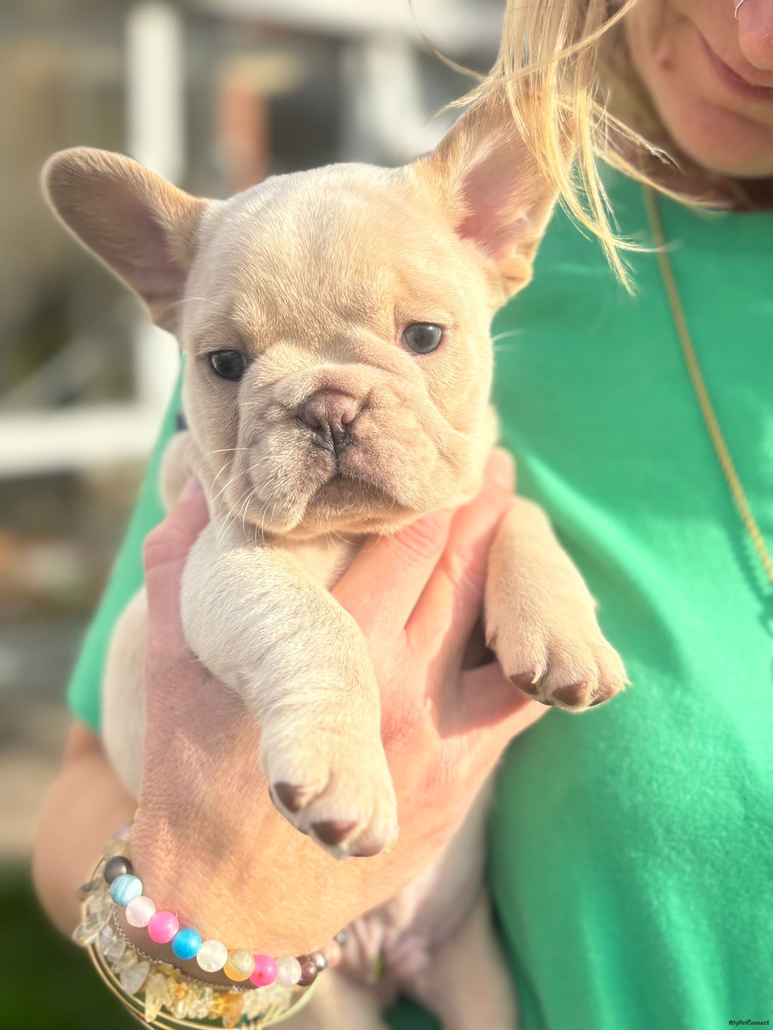 French Bulldog - Image 1