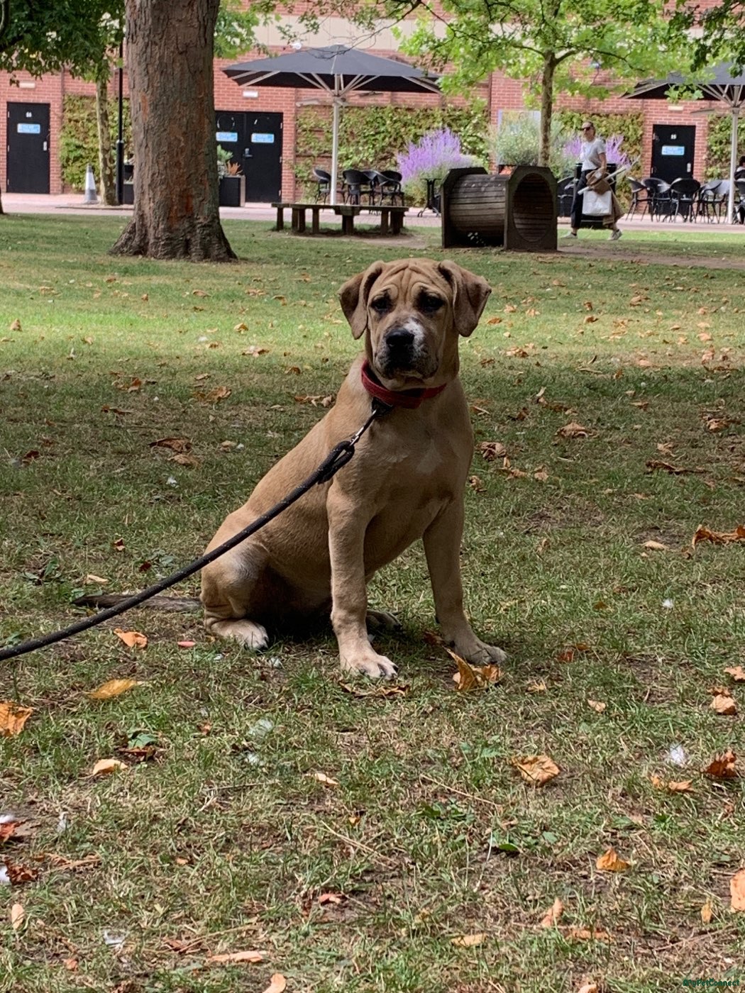Cane Corso - Image 1