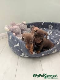 Dachshund - Image 1