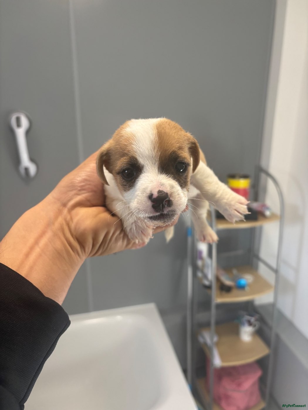 Jack Russell - Image 1