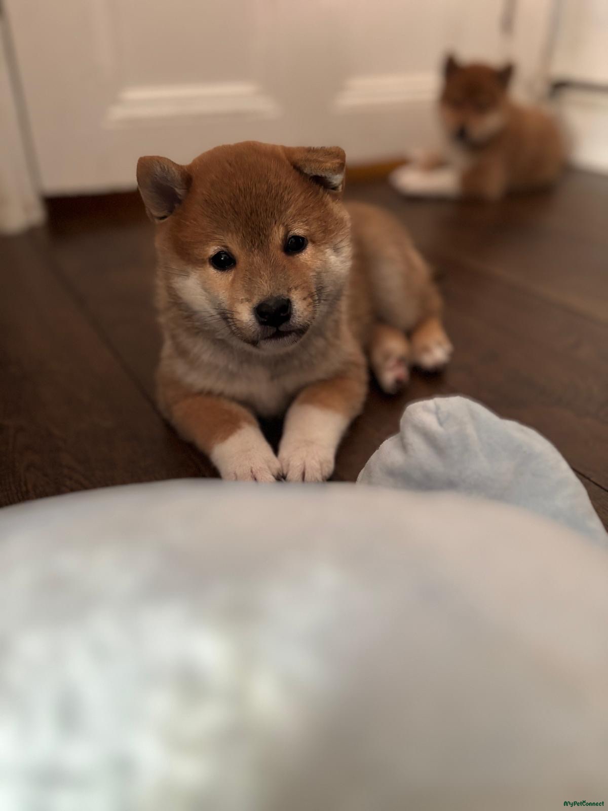 KC REGISTERED SHIBA INU PUPPIES FOR SALE
