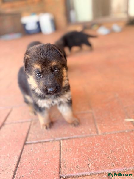Purebred German Shepherd Puppies
