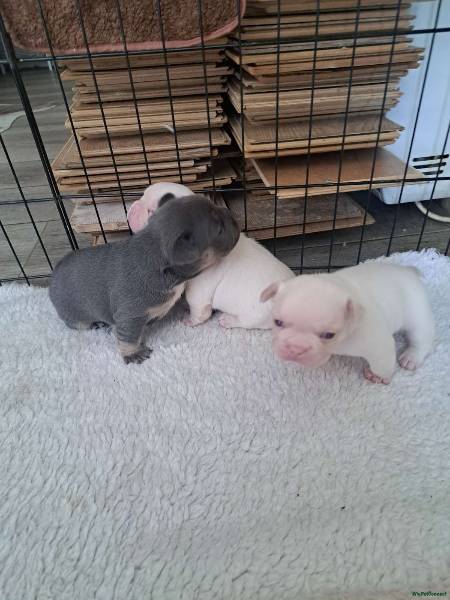 French Bulldog puppy for sale in Warwick 