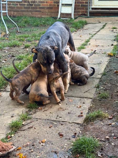 Mastiff puppy for sale in Guildford