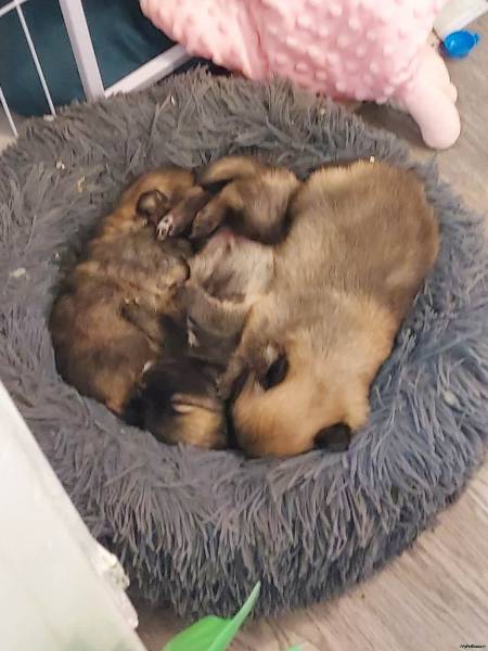 Pomchi puppy for sale in Aylesbury