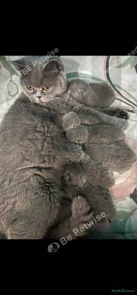 British Shorthair kitten for sale in Derby