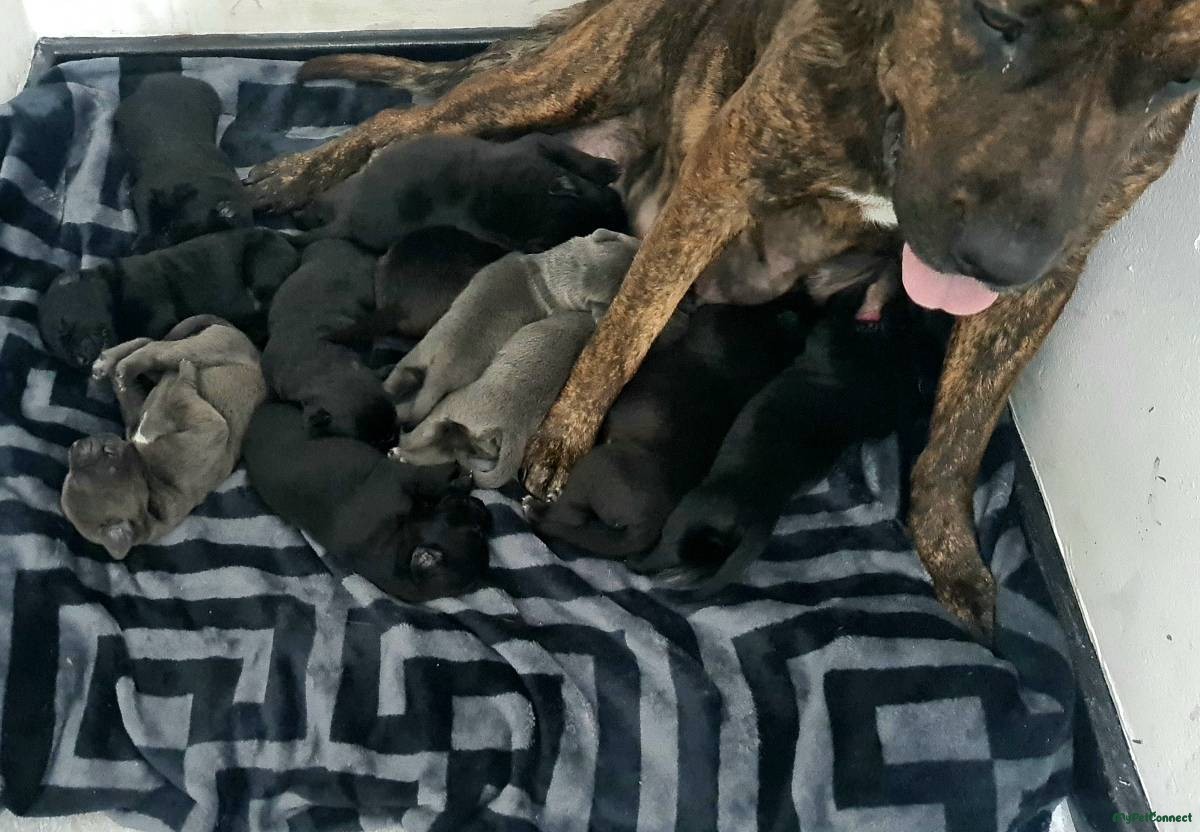 Presa Canario - Image 1