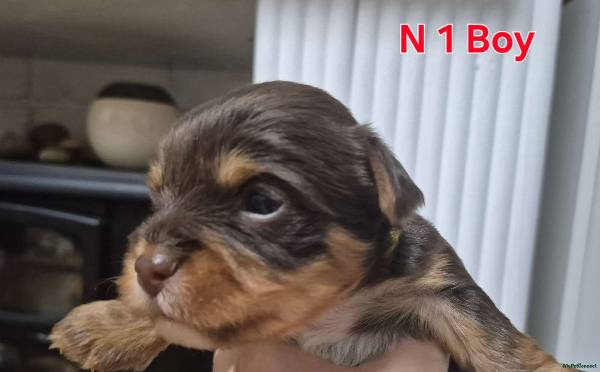 Yorkshire Terrier puppy for sale in Newark