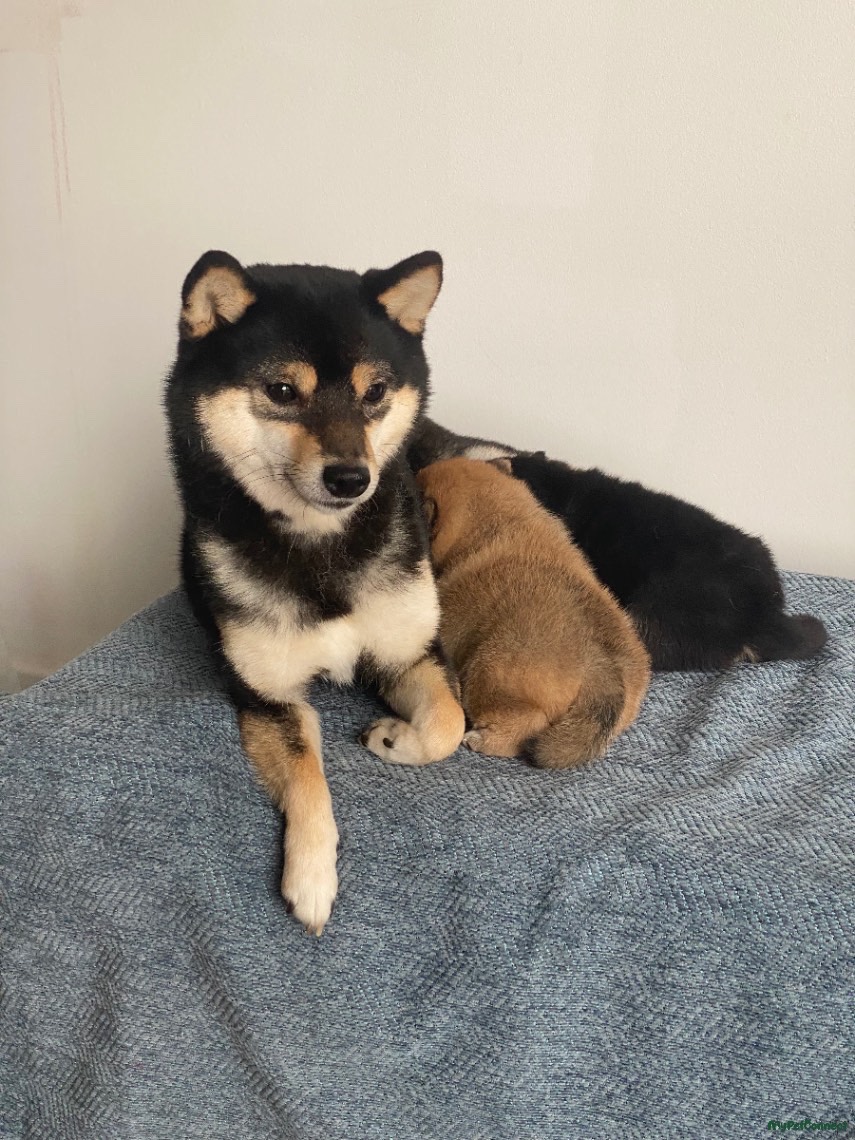 Japanese Shiba Inu - Image 1
