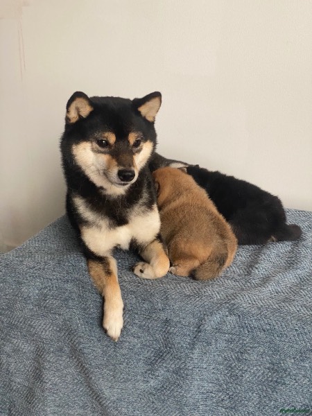 KC Registered Japanese Shiba Inu puppy for sale in London