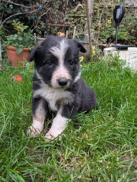 Border Collie puppy for sale in Cambridge 