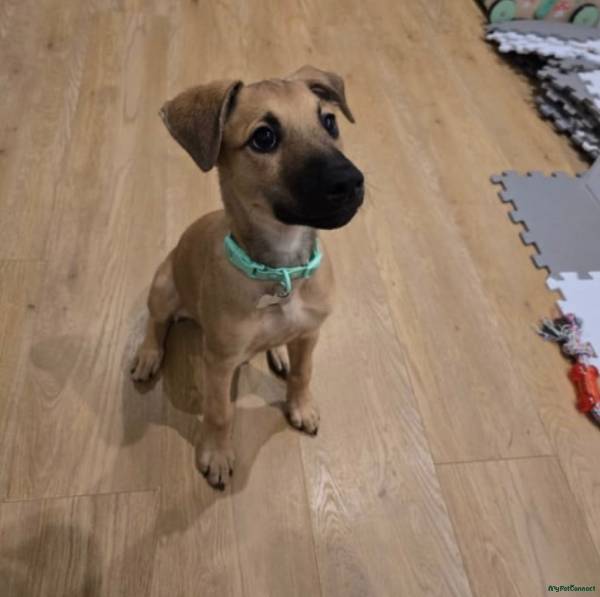 Lurcher puppy for sale in Leeds