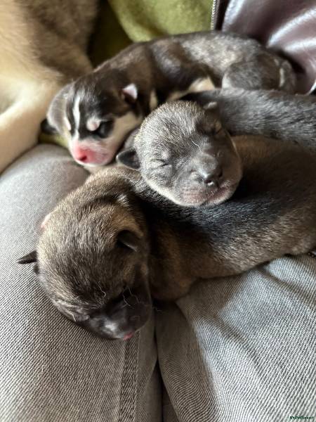 KC Registered Siberian Husky puppy for sale in St Leonards On Sea