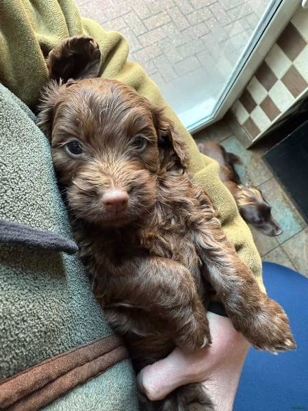 Cockapoo puppy for sale in Rotherham