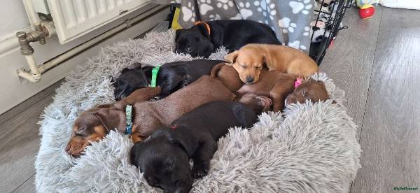 Miniature Dachshund puppy for sale in Leeds