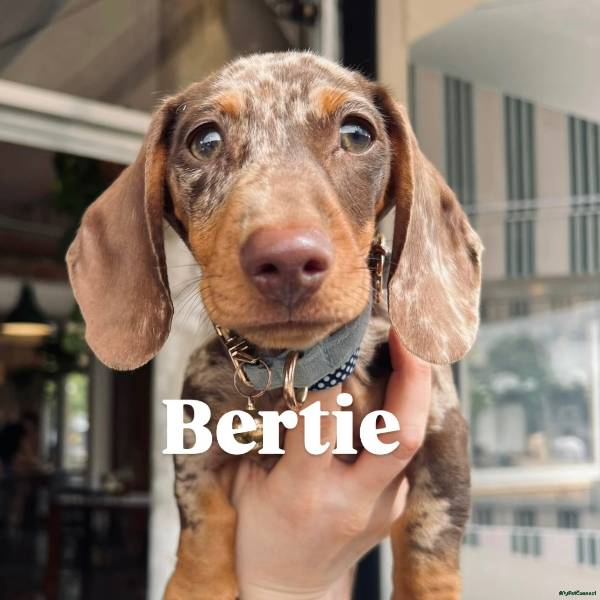 Miniature Dachshund stud dog for stud services in Birmingham