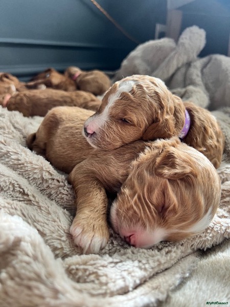 Labradoodle puppy for sale in Bolton