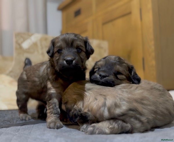 Maltipoo puppy for sale in Spalding