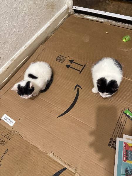 Domestic Medium Hair kitten for sale in Waltham Forest, London