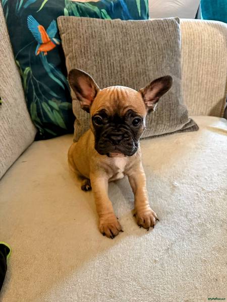 French Bulldog puppy for sale in Penllergaer, Swansea