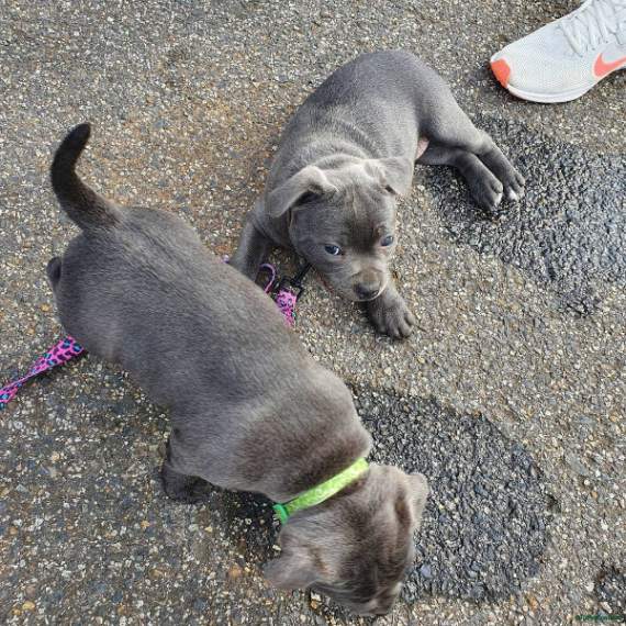 KC Registered Staffordshire Bull Terrier puppy for sale in London
