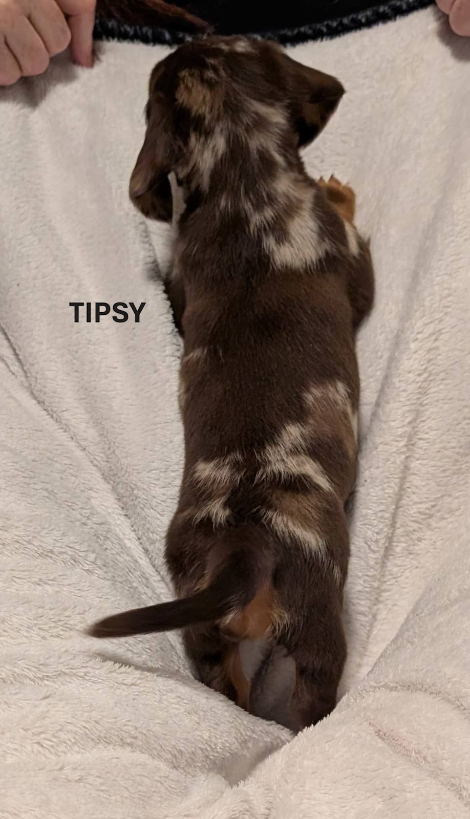 Miniature Dachshund - Image 1
