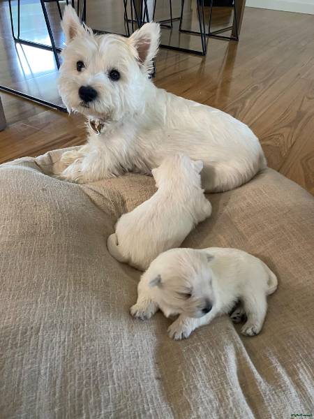 West Highland White Terrier puppy for sale in 36 Halliwick Road