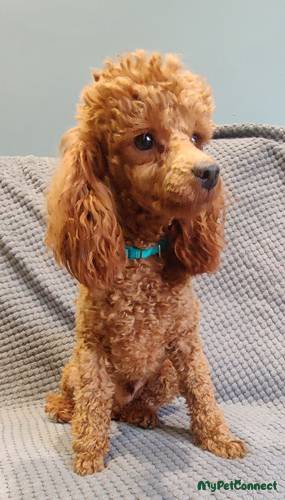 KC Registered Health Tested Toy Poodle stud dog for stud services in Retford