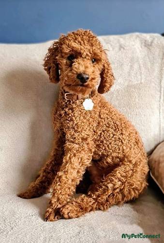 KC Registered Health Tested Toy Poodle stud dog for stud services in Retford