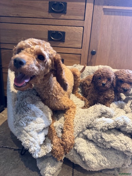 Toy Poodle puppy for sale in Chesterfield