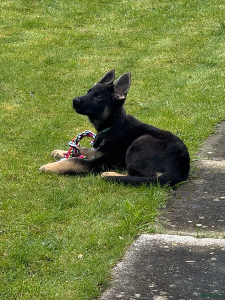 german shaphd gsd puppy 4 months old