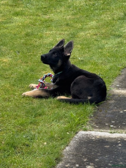 KC Registered German Shepherd puppy for sale in manchester