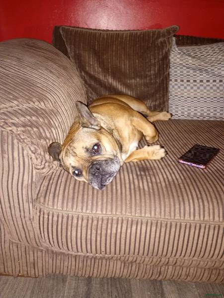 KC Registered French Bulldog puppy for sale in Gillingham