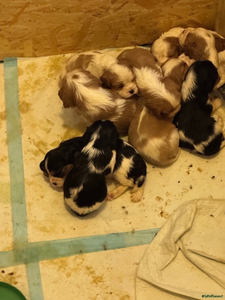 Cavalier King Charles Spaniel puppy for sale in Whitley Bay