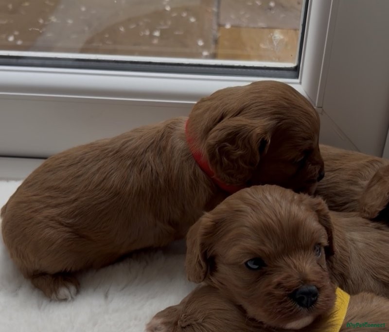 Cavapoo - Image 1