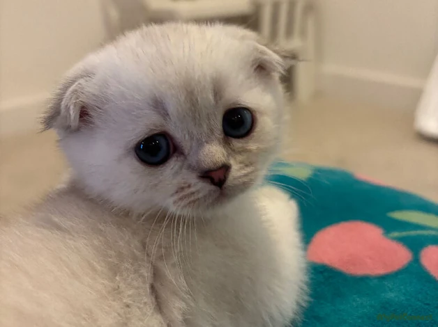 Scottish Fold - Image 1