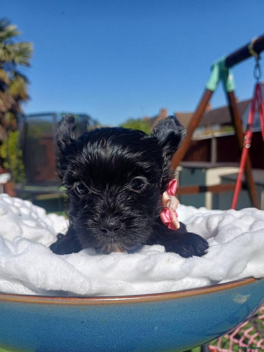 Ready go new homes! Rare Black Yorkshire Terrier