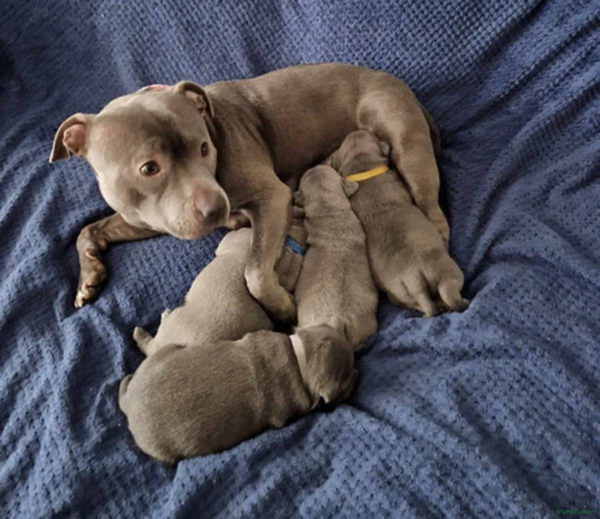 Blue Staffordshire Bull Terrier