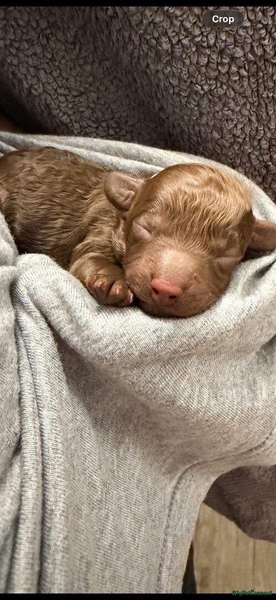 Cavapoo - Image 1