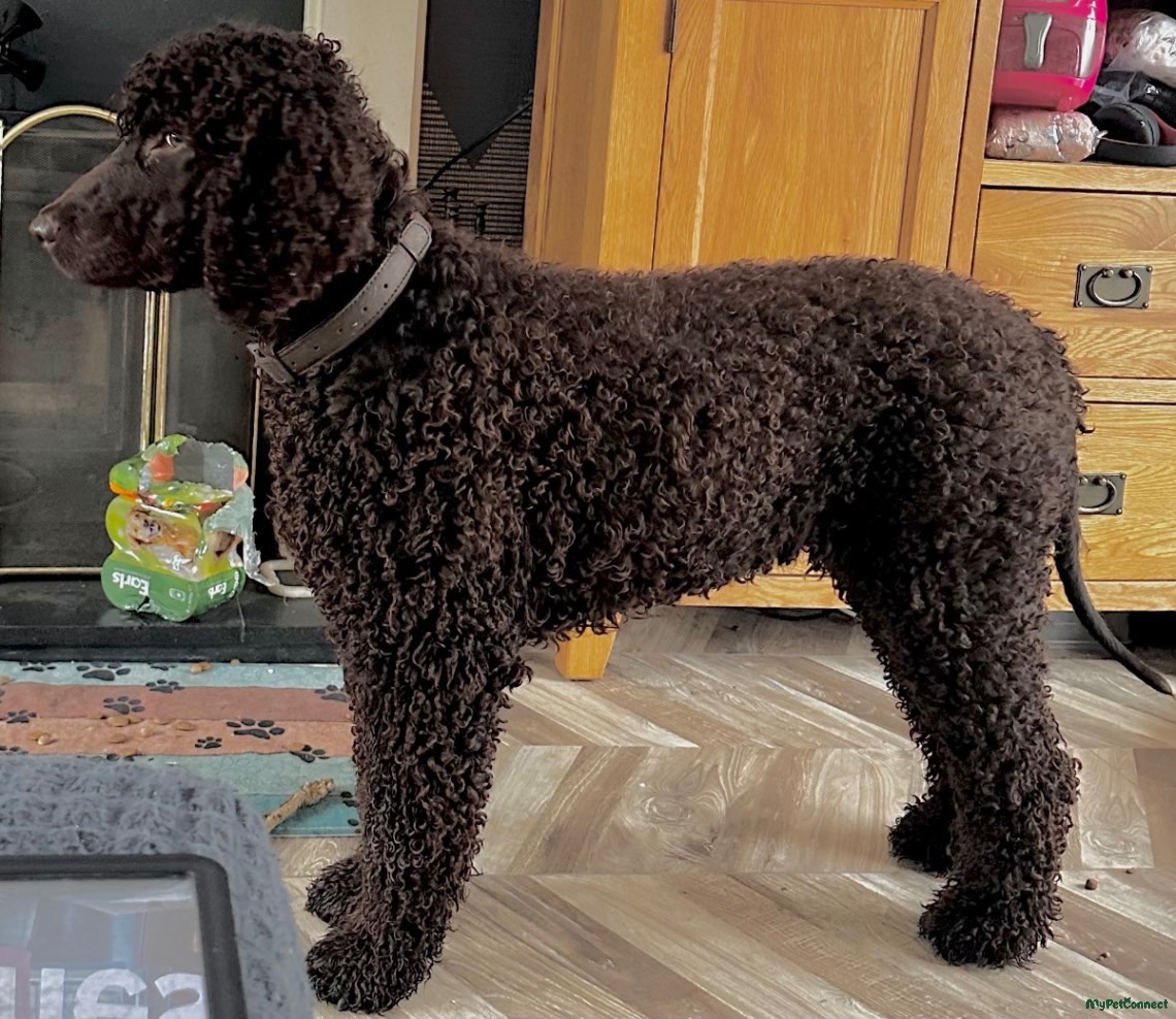 Irish Water Spaniel - Image 1