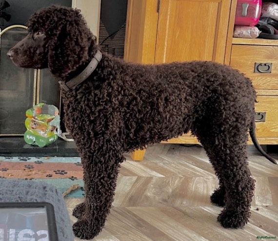 KC Registered Health Tested Irish Water Spaniel stud dog for stud services in Gainsborough